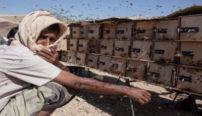 "ذهب اليمن السائل".. الغارديان تكتب: نحالو اليمن يتحدون الحرب لإنتاج أفضل أنواع العسل (ترجمة)